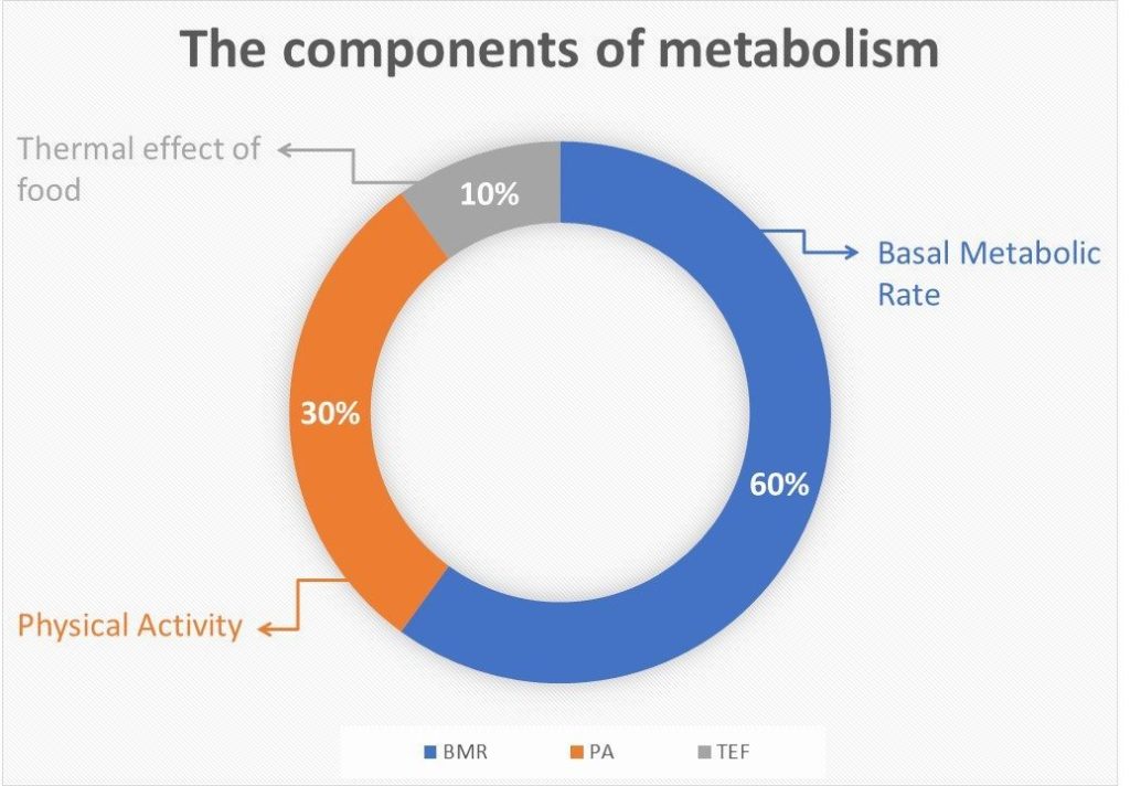 أنواع عملية الأيض